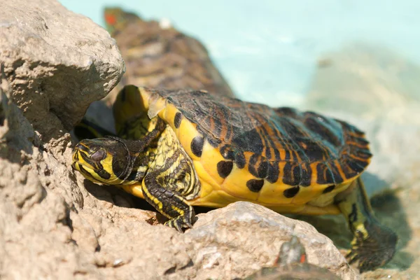 Schildpad zittend op stenen — Stockfoto