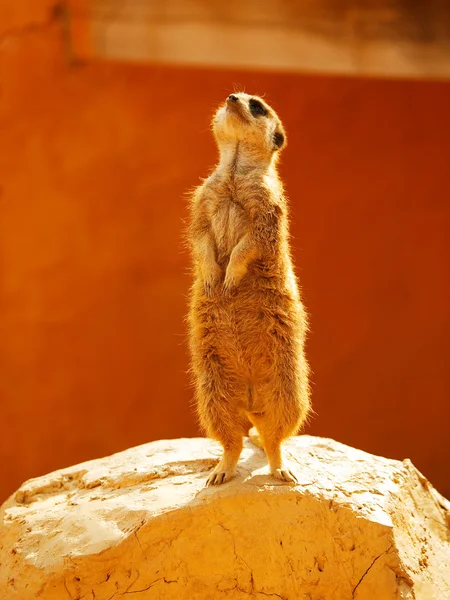 Meerkat κοιτάζοντας γύρω — Φωτογραφία Αρχείου