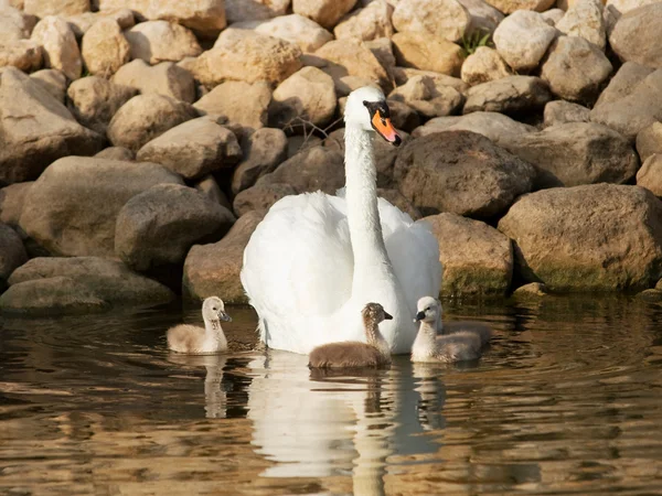 Cisne con cisnes bebé —  Fotos de Stock