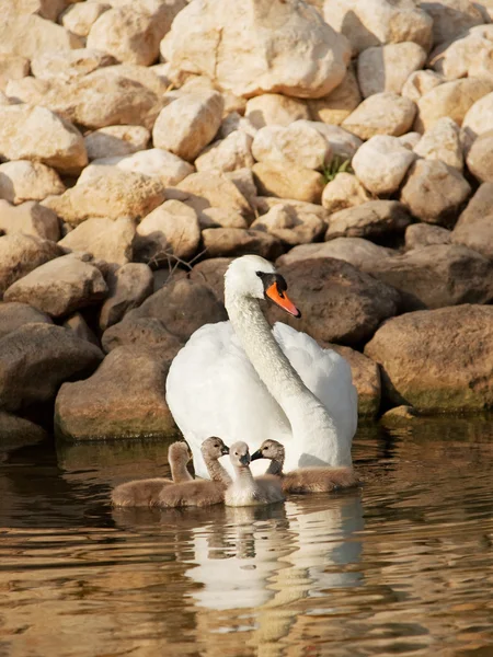 Swan s malým dítětem labutě — Stock fotografie