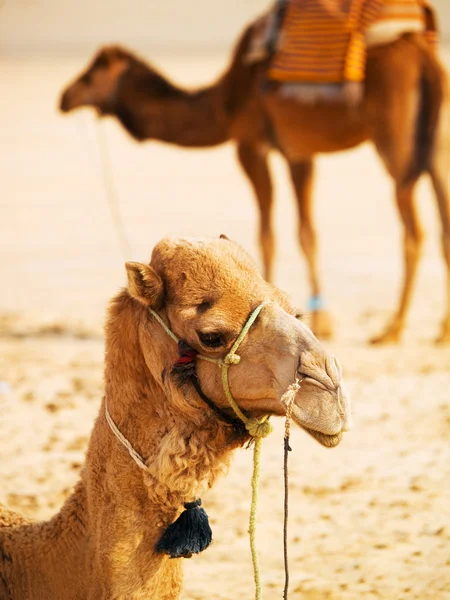 Due cammelli nel deserto — Foto Stock