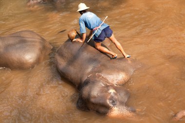 Maesa Elephant Camp, Tayland'da filler