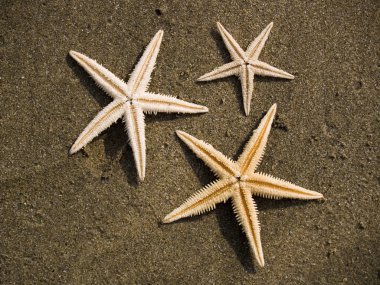 starfishes plaj kum üzerinde