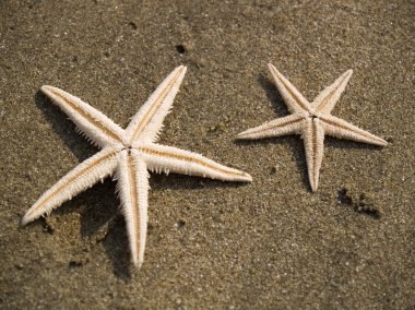 starfishes plaj kum üzerinde