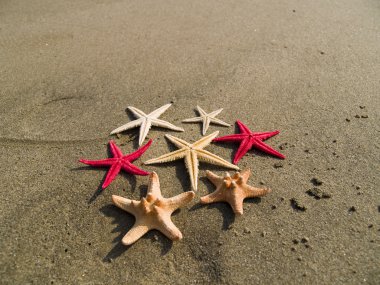 Renk Starfishes Plajı'nda