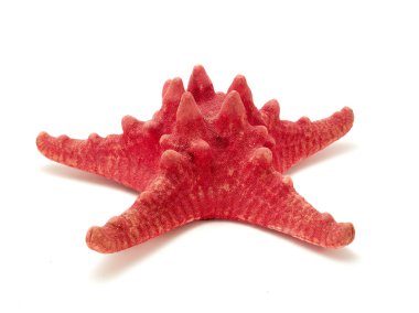 Beyaz üzerine kırmızı deniz yıldızı