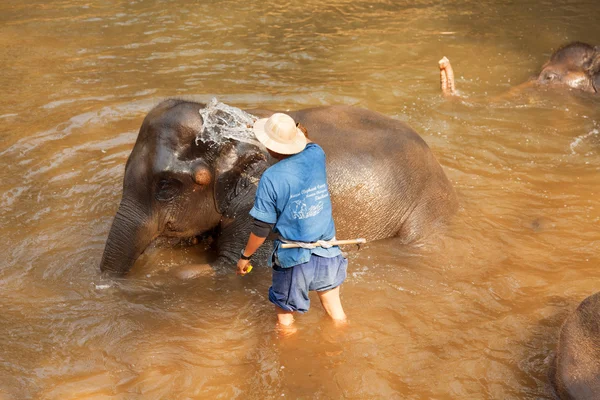 Ελέφαντες στην κατασκήνωση ελεφάντων Maesa, Ταϊλάνδη — Φωτογραφία Αρχείου