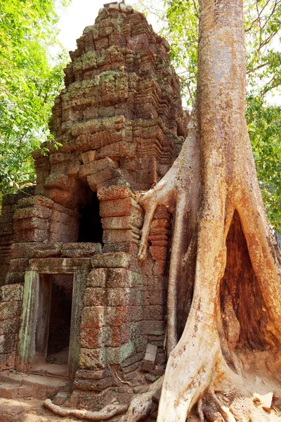 Ta prohm ruiny, angkor wat, Kambodža — Stock fotografie