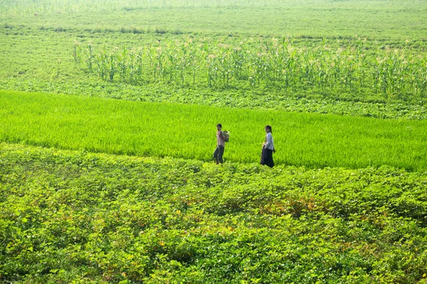 Burmese women in rice paddy — Stock Photo, Image