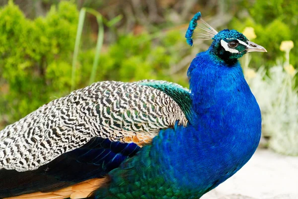 Peacock at Lokrum near Dubrovnik — Stock Photo, Image