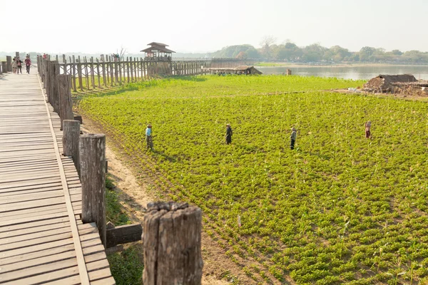 缅甸人民在缅甸园艺 — 图库照片