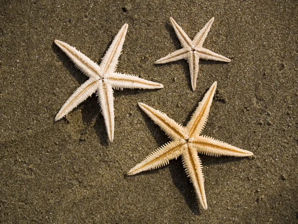 Зоряні рибки на пляжному піску — стокове фото