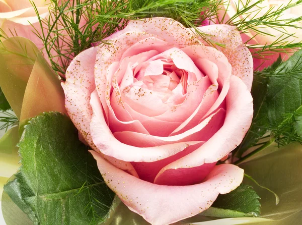 Pink Rose close up — Stock Photo, Image