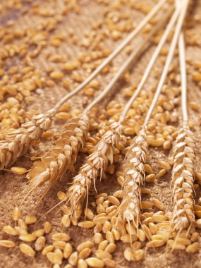 buğday kulak ve tahıl