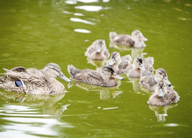 Ördekler Yeşil Göl kenarında yüzen