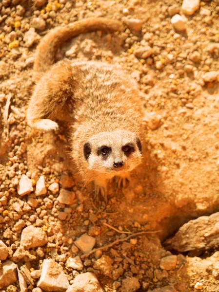 Meerkat κοιτάζοντας την κάμερα — Φωτογραφία Αρχείου