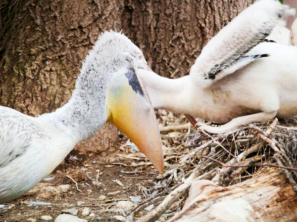 Pelican feeding its baby — Stock Photo, Image