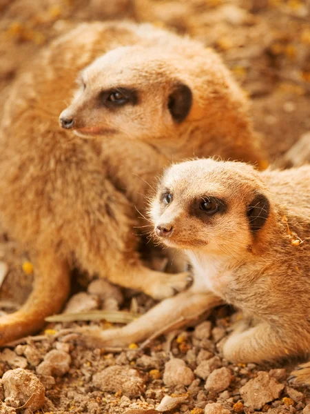 Δυο χαριτωμένα meerkats — Φωτογραφία Αρχείου