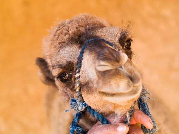 Bébé chameau fermer — Photo
