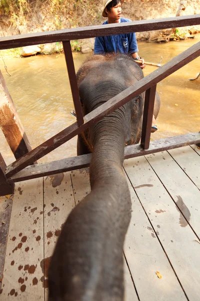 Słonie w Maesa Elephant Camp — Zdjęcie stockowe
