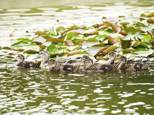 ग्रीन झील पर फ्लोटिंग डक — स्टॉक फ़ोटो, इमेज