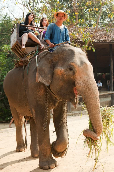 Paseo de elefantes en Tailandia —  Fotos de Stock