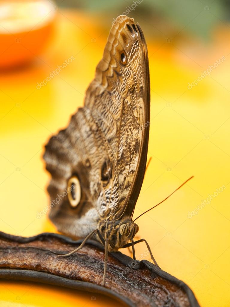 Butterfly eating banana Stock Photo by ©ivanmateev 63408693