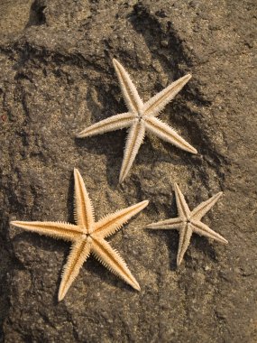 Rock on üç starfishes