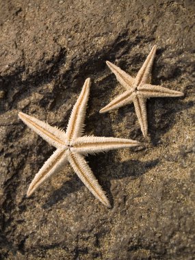 Rock on iki starfishes