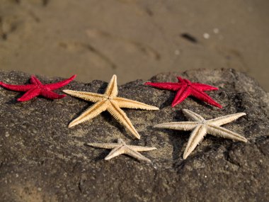 Starfishes üzerinde taş yakın çekim