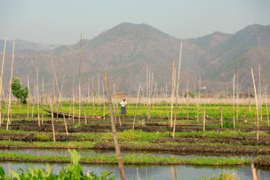 Yüzen bahçeler Inle Gölü, Myanmar