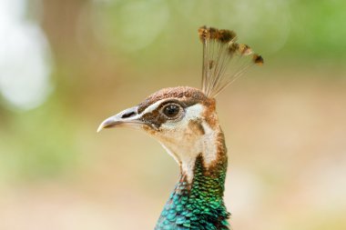 Dubrovnik yakınındaki Lokrum, peacock