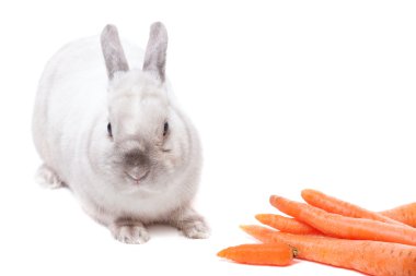 Beyaz tavşan havuç ile