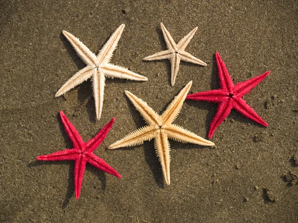 Starfishes on rock close-up — Stok Foto