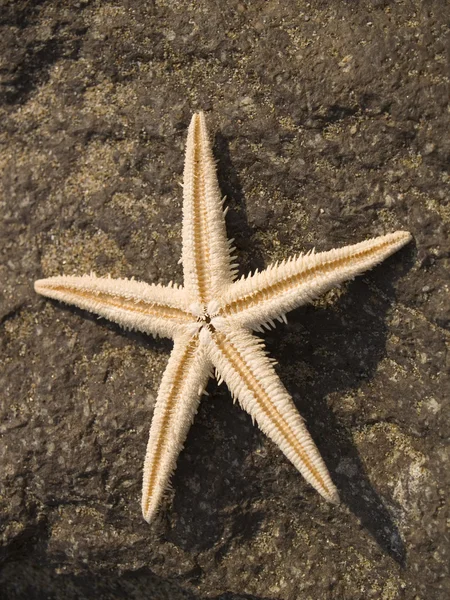 一个在岩石上的海星 — 图库照片