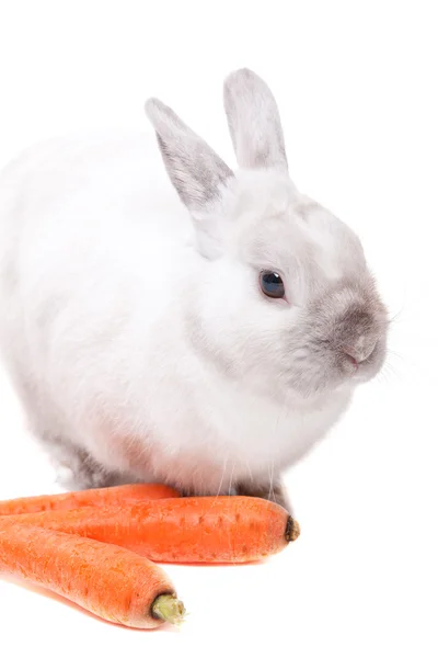 Conejo blanco con zanahorias — Foto de Stock