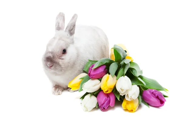 Coelho branco com tulipas — Fotografia de Stock