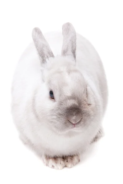 White rabbit on white — Stock Photo, Image