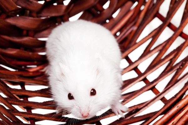 White mouse in basket — Stock Photo, Image