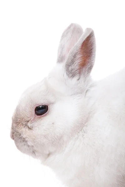 Lapin blanc isolé sur blanc — Photo