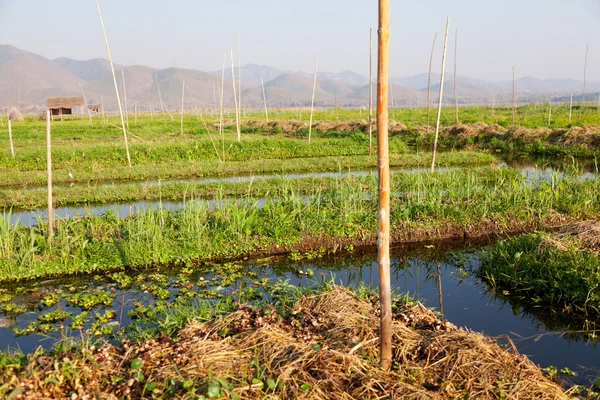 Flytande trädgårdar i Inle Lake, Myanmar — Stockfoto