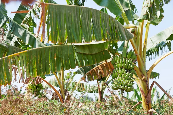 Plantacje bananów, Myanmar — Zdjęcie stockowe