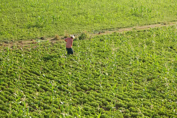 Burmese man gardening beans and peas — Stock Photo, Image