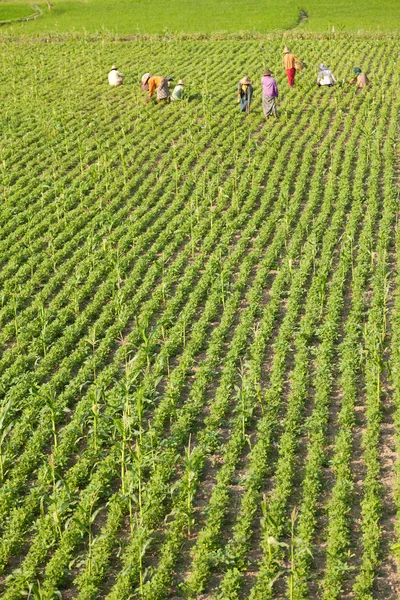 Jardineros birmanos en Myanmar —  Fotos de Stock