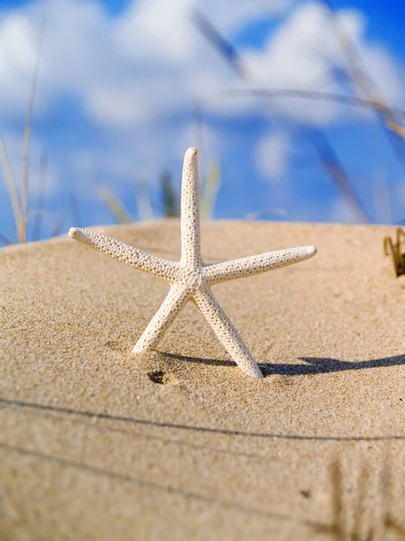 Starfish na areia com céu azul — Fotografia de Stock