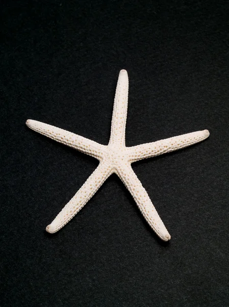 Starfishes isolado em preto — Fotografia de Stock