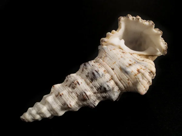 Shell isolated on black — Stock Photo, Image