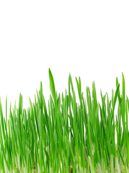 Green grass isolated on white — Stock Photo, Image