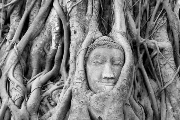Głowa Buddha pod drzewo figowe — Zdjęcie stockowe