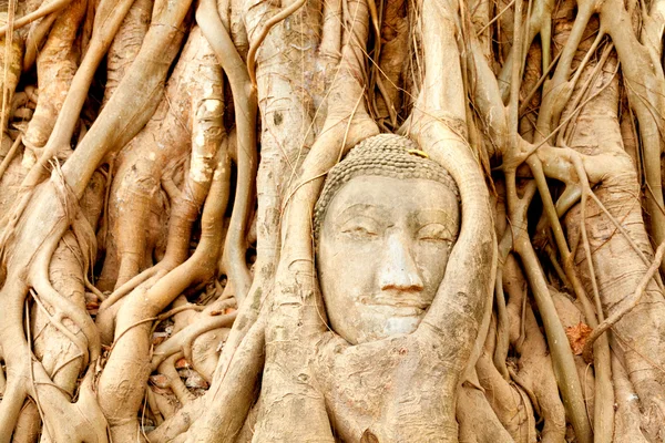 Head of Buddha under fig tree — Stock Photo, Image